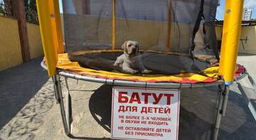 Фото номера Двухместный номер с 1 кроватью Гостиница Гостевой Дом Нептун у реки г. Алушта 2